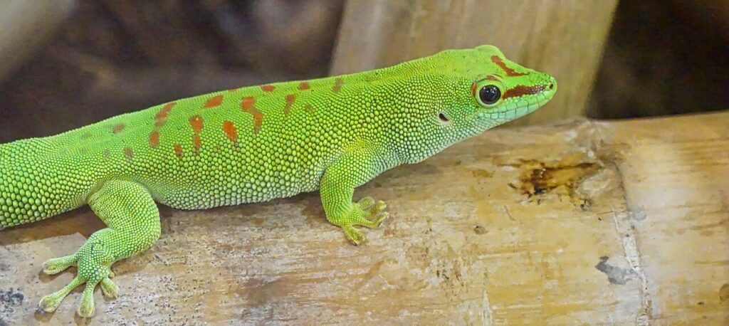 Lizard in terrarium